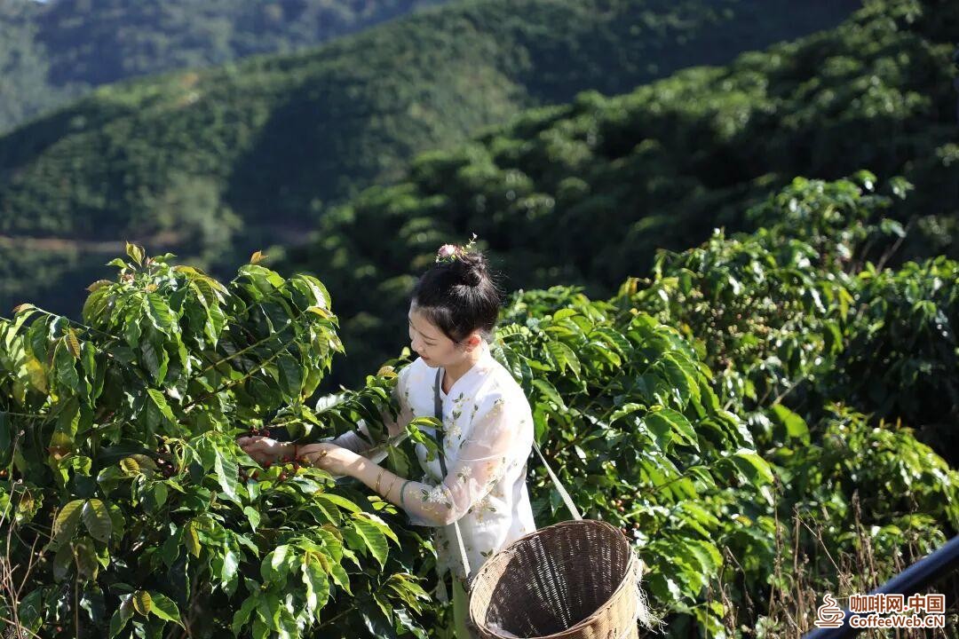 咖啡，还得是云南的香！Coffee must be the aroma of Yunnan!
