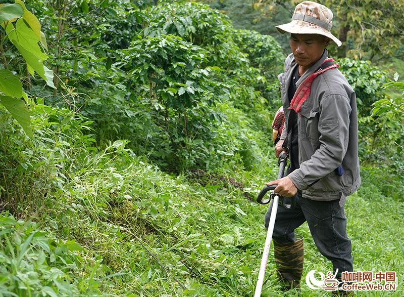 一颗深山咖啡豆的&ldquo;破圈&rdquo;之路The road to breaking through the circle of a deep mountain coffee bean