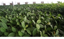 开远：6万株咖啡苗外销夯实种苗基地建设Kaiyuan: 60000 coffee seedlings for export, consolidation of seedling base construction