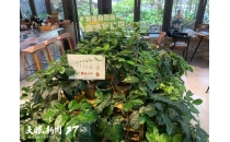 「经营主体看贵州营商环境」吾界咖啡主理人强华：咖啡产业发展土壤越来越好Qianghua, the manager of Wujie Coffee, stated that the coffee industry's development soil is getting better and better as business entities look at the business environment in Guizhou