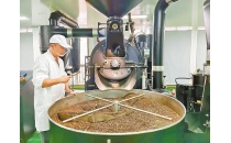 一颗豆串联山海情&mdash;&mdash;云县咖啡产业的逆袭与共富之路A Bean Connecting Mountains and Seas - The Reversal and Common Prosperity Path of Yunxian Coffee Industry