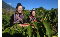 中国咖啡看云南 无限可能在怒江｜峡谷沃土酿咖香Chinese coffee sees infinite possibilities in Yunnan on the Nu River - Valley fertile soil brewing coffee aroma
