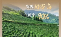 中国咖啡看云南 无限可能在怒江｜十万亩咖啡，种在怒江峡谷里