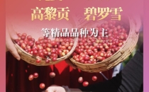 中国咖啡看云南 无限可能在怒江｜世界名种入峡谷，本土良种出深山