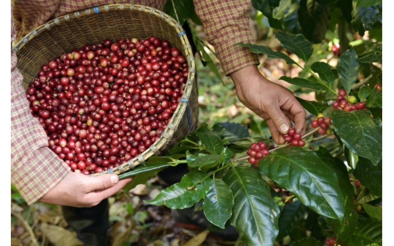 中国云南咖啡介绍 Introduction to Yunnan Coffee in China