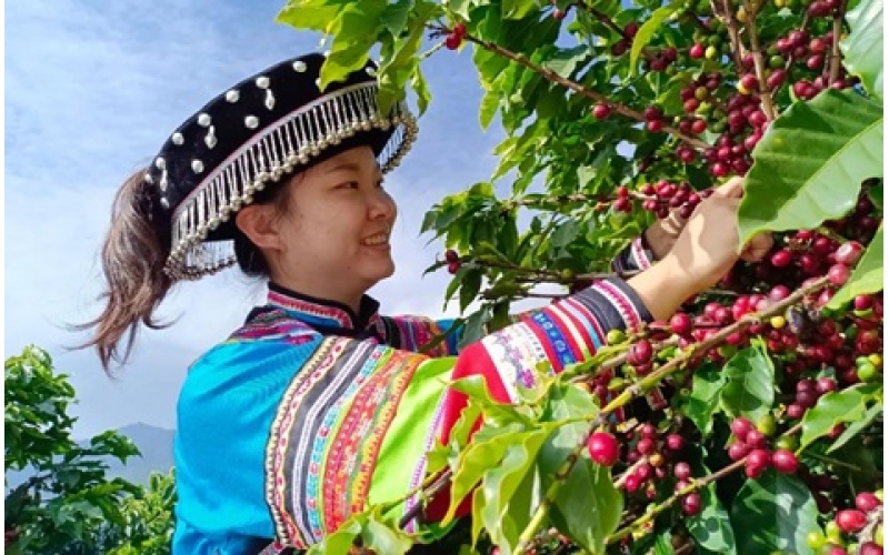 云南咖啡厂有限公司（原云南咖啡厂）介绍 Introduction to Yunnan Coffee Factory Co., Ltd. (formerly Yunnan Coffee Factory)