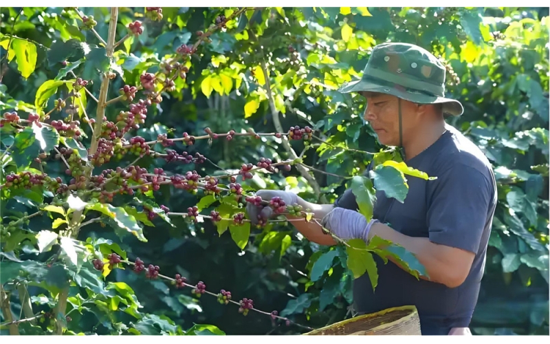 从饮品到体验，产业融合激活云南咖啡新活力From beverages to experiences, industrial integration activates new vitality in Yunnan coffee