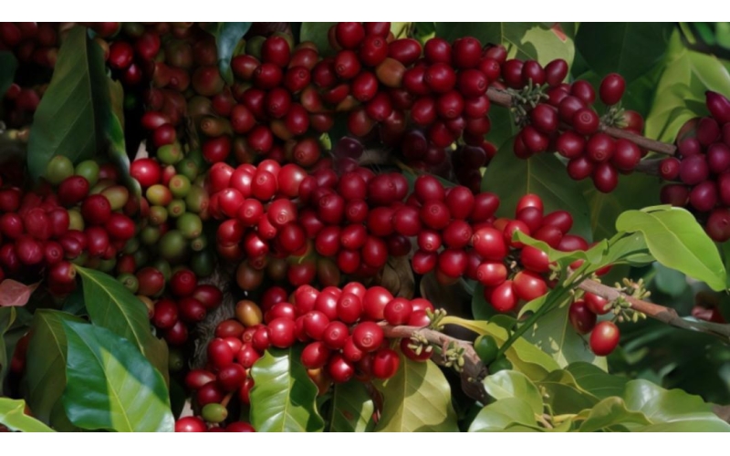 &ldquo;贷款明白纸&rdquo;走进咖啡园区 以成本透明护航咖香致远'Loan Understanding Paper' Enters Coffee Parks to Escort Coffee Fragrance with Cost Transparency
