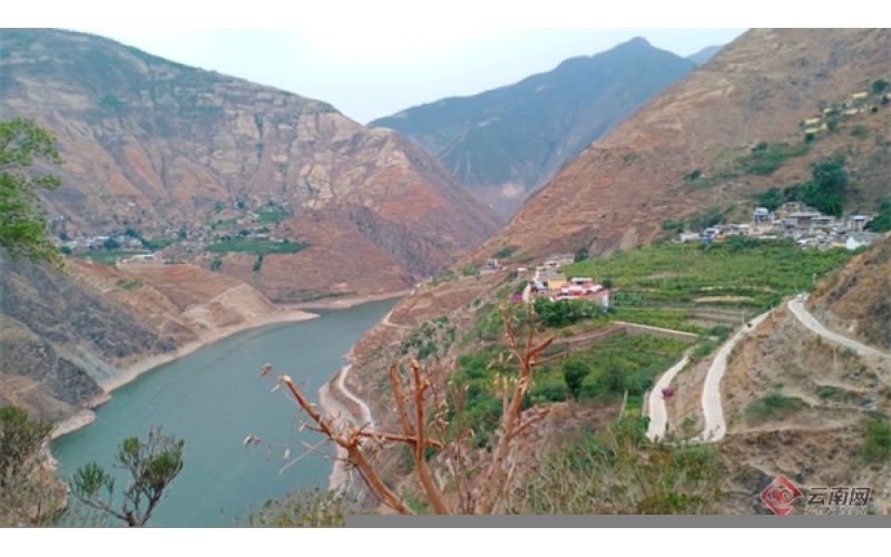 中国第一棵咖啡树在这！云南朱苦拉村变身网红打卡点The first coffee tree in China is here! Zhukula Village in Yunnan transforms into a popular check-in spot for internet celebrities