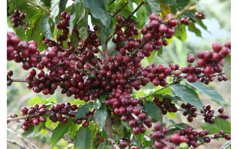 主要咖啡生产国出口量或创历史纪录 业内警告价格将迎来大幅下调Major coffee producing countries' export volume may set a historical record, industry warns prices will face significant reduction