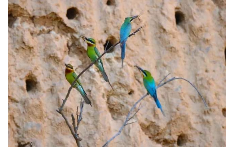 云南有一家为&ldquo;中国最美小鸟&rdquo;让路的咖啡工厂 There is a coffee factory in Yunnan that makes way for the "most beautiful bird in China"