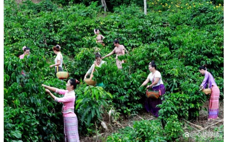 主题银行助力 云南咖啡产业&ldquo;一路生金&rdquo;Theme banks assist Yunnan's coffee industry in generating gold along the way
