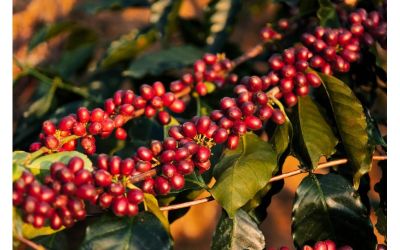 勐海：红果映初心 咖啡助振兴Menghai: Red Fruit Reflecting Original Heart Coffee Helps Revitalize