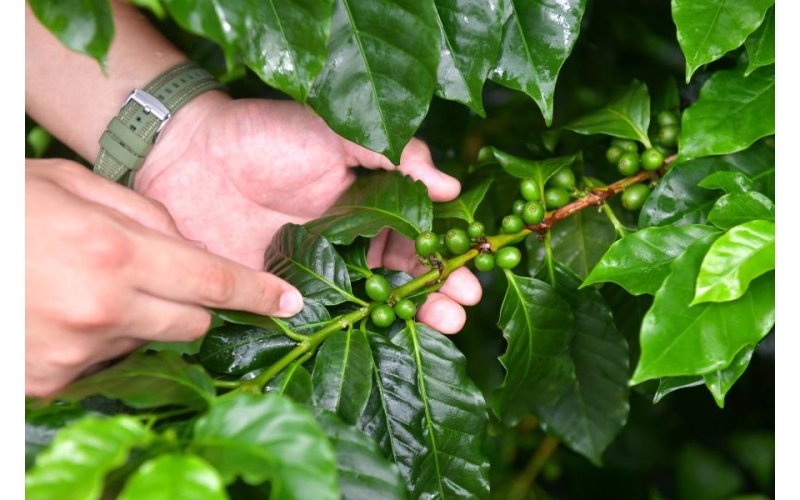 荔枝树下种咖啡 咖啡豆里飘&ldquo;广味&rdquo;｜&ldquo;啡&rdquo;跃广州&middot;全链向上Planting coffee under lychee trees, the coffee beans are filled with "broad flavor" - "coffee" jumps to Guangzhou, the whole chain is moving upwards