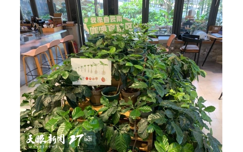 「经营主体看贵州营商环境」吾界咖啡主理人强华：咖啡产业发展土壤越来越好Qianghua, the manager of Wujie Coffee, stated that the coffee industry's development soil is getting better and better as business entities look at the business environment in Guizhou